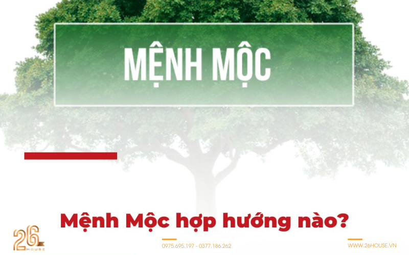 Tại sao xác định mệnh Mộc hợp hướng nào lại quan trọng? 