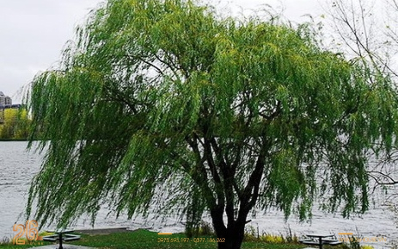 Cây liễu rủ được coi là những cây kiêng kỵ trồng trước nhà vì mang ý nghĩa chia ly buồn thương