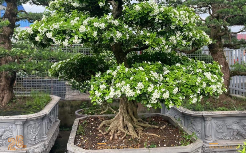 những cây kiêng kỵ trồng trước nhà