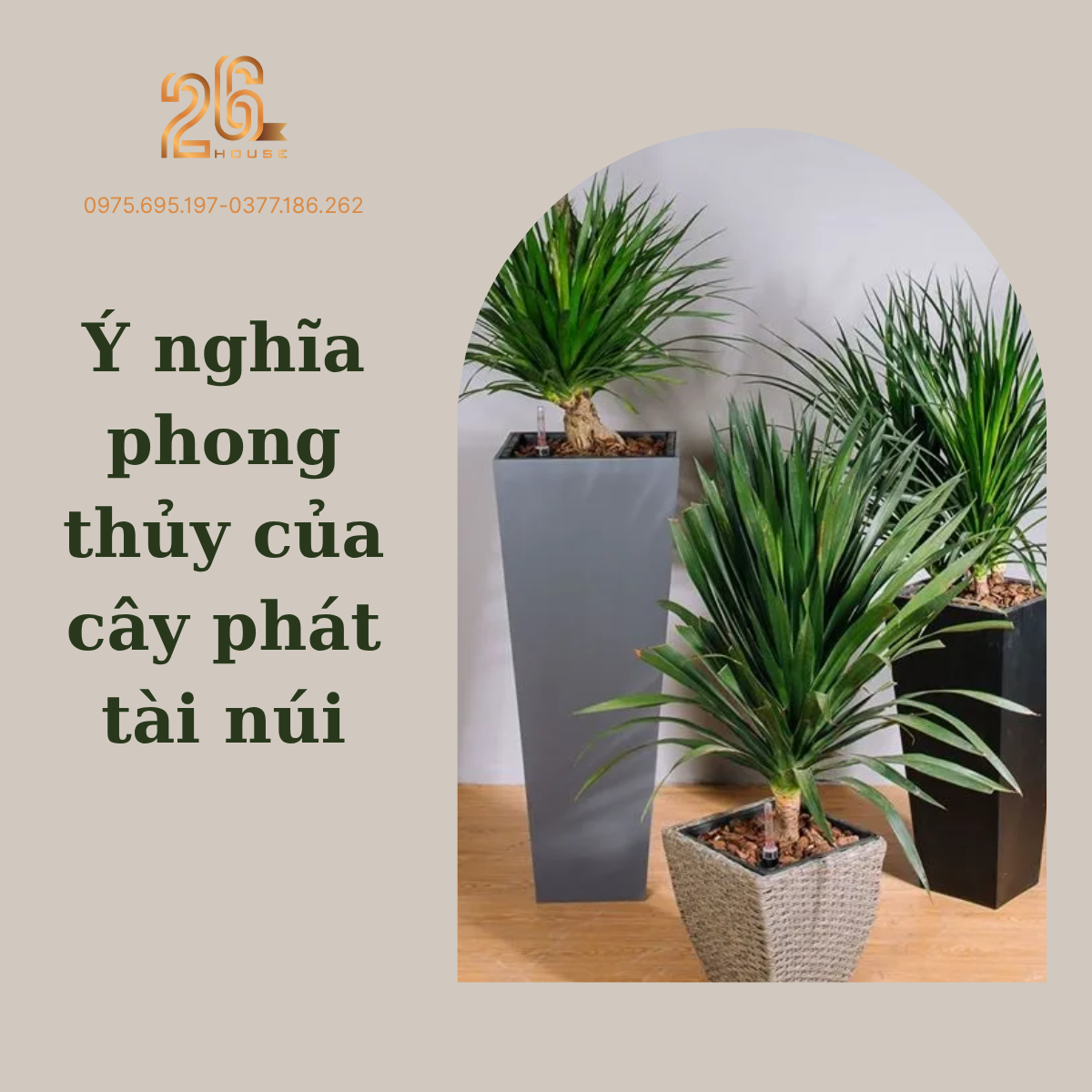 Việc trồng cây phát tài núi hợp mệnh gì còn giúp cân bằng năng lượng, hỗ trợ tinh thần làm việc, học tập và kinh doanh hiệu quả hơn.