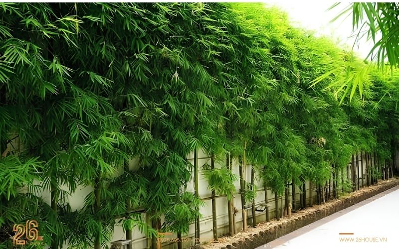 Top các mẫu hàng rào biệt thự sân vườn đẹp nổi bật nhất 2026 23 Hàng rào biệt thự sân vườn kết hợp cây xanh